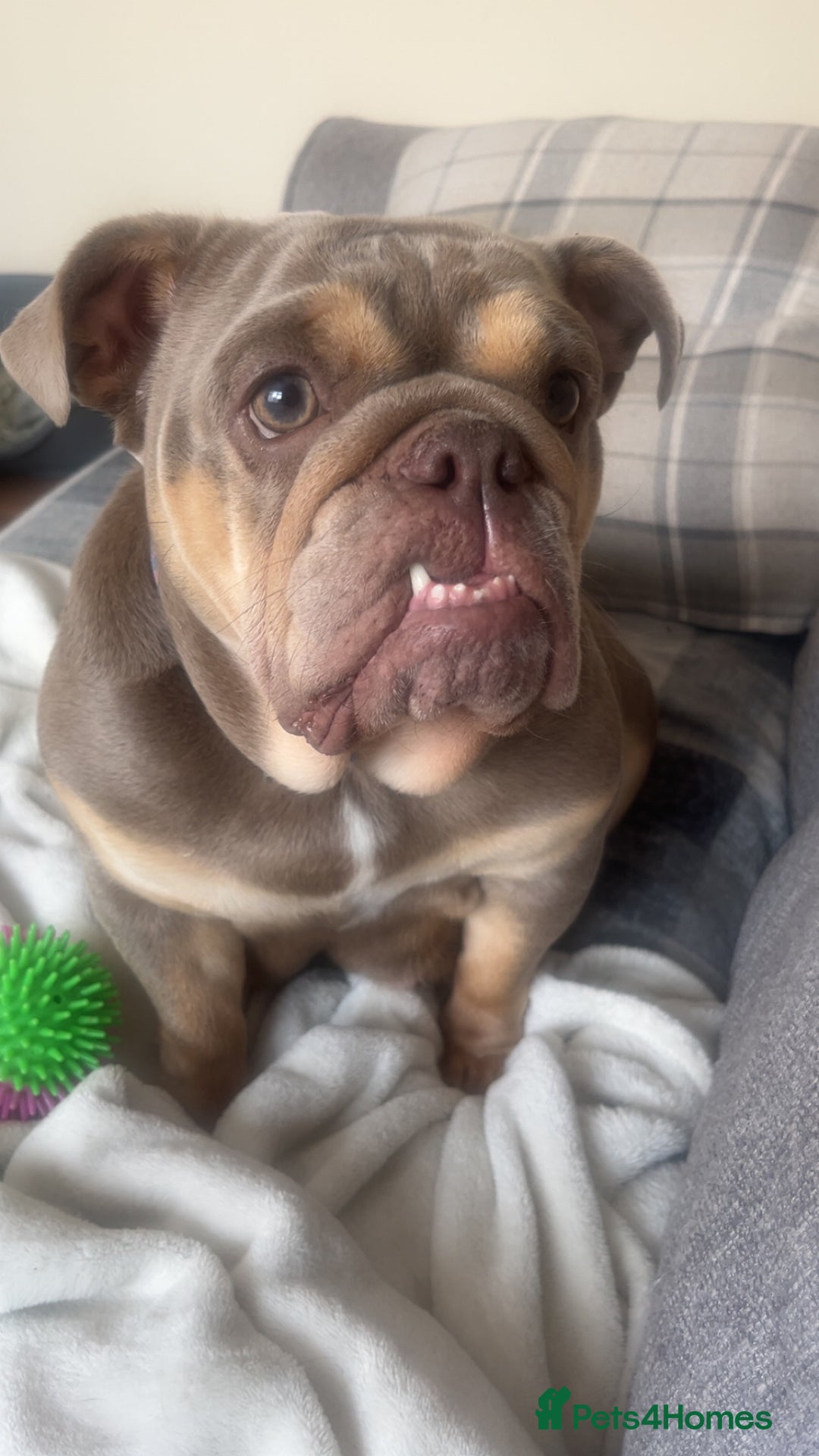 English Bulldog dogs for sale: English Bulldogs  - Image 19