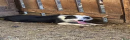 Border Collie dogs for sale: Lovely young sheepdog in Denbigh - Advert 2