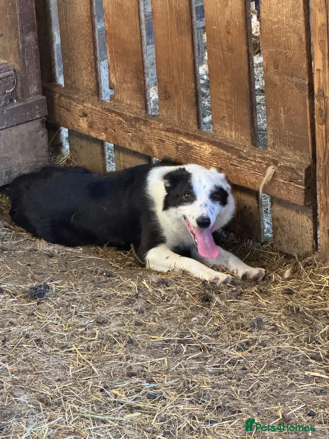 Border Collie dogs for sale: Lovely young sheepdog in Denbigh - Advert 2