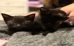 Mixed Breed cats for sale: Two black kittens ready to go now  - Image 4