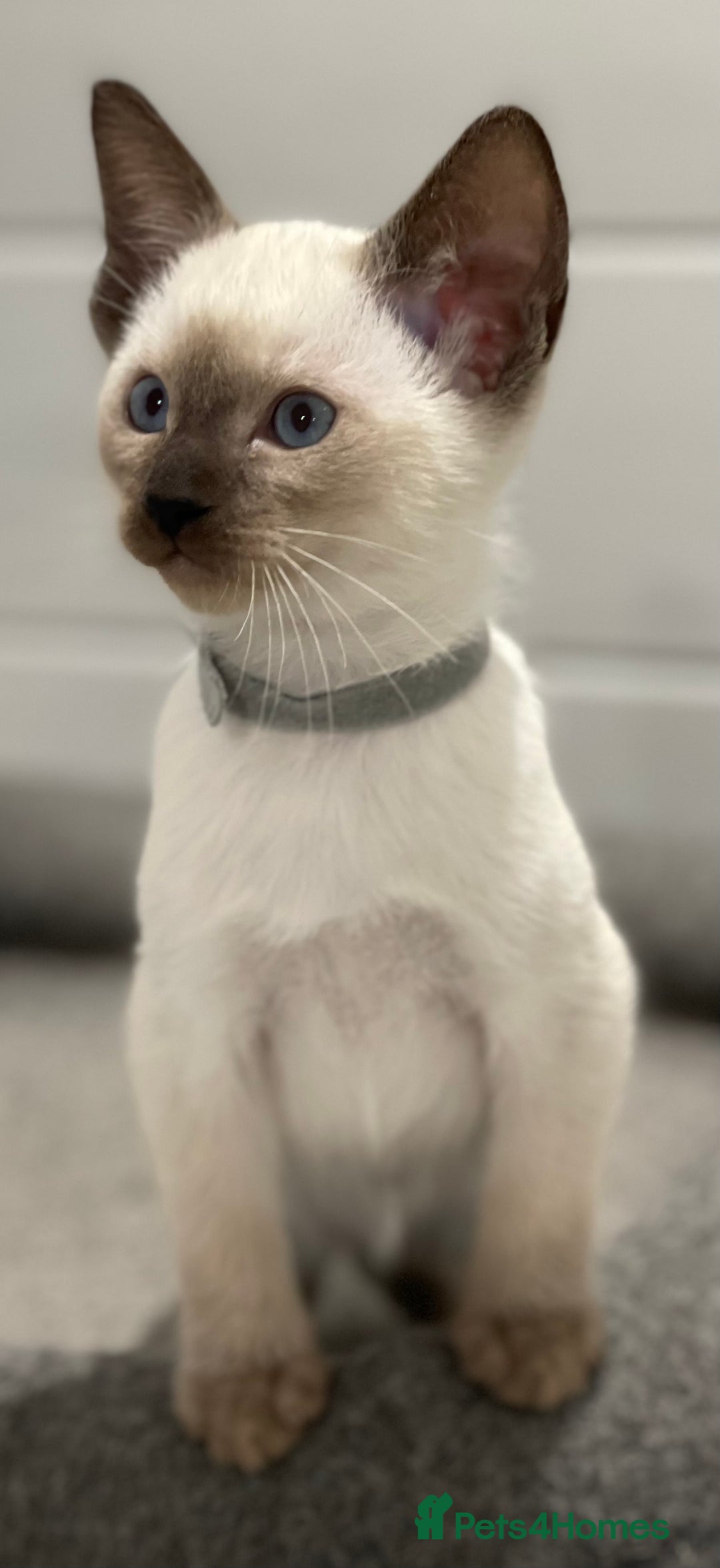 Siamese cats for sale: GCCF Registered Traditional Siamese Kittens  - Image 20