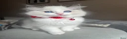 Ragdoll cats for sale: Registered Ragdoll kittens for sale - Advert 7