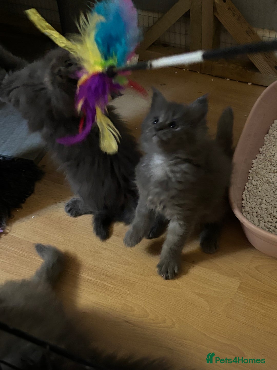 Maine Coon cats for sale: Gccf reg Maine coon kittens - Image 12