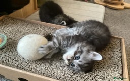 Ragdoll cats for sale: Adorable Ragdoll x Chinchilla Tabby - Image 3