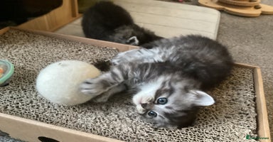 Ragdoll cats - Advert 4