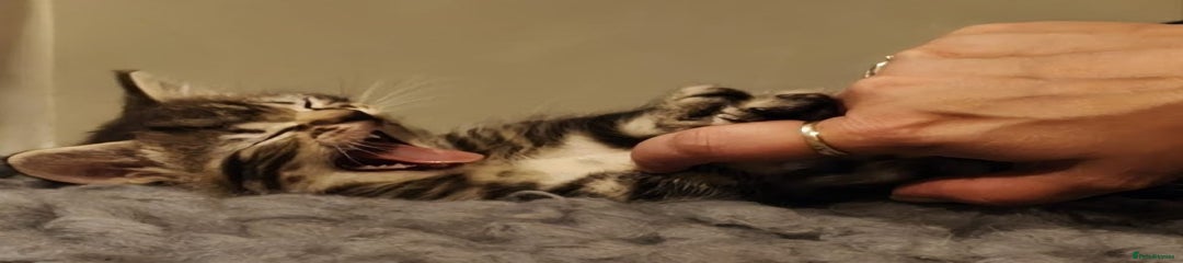 Domestic Shorthair Kitten 2