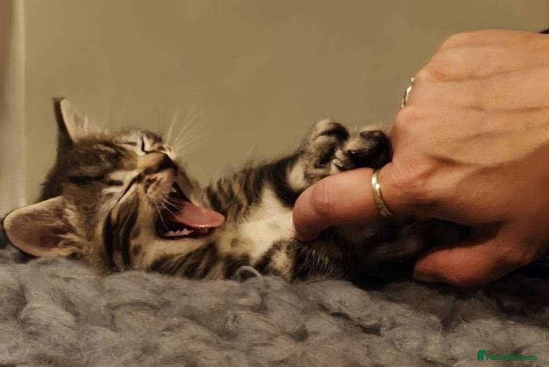 Domestic Shorthair cats for sale: Beautiful domestic short hair kittens for sale  - Image 3