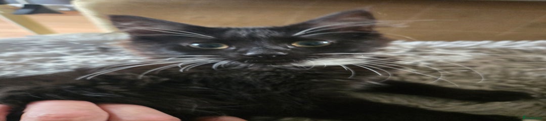 Mixed Breed Kitten 1
