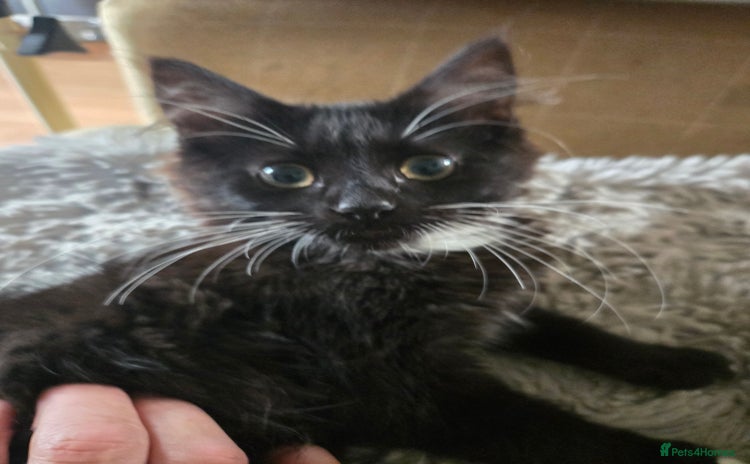 Mixed Breed cats - Advert 12