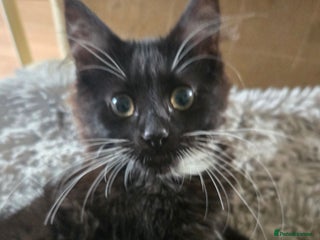 Mixed Breed cats - Advert 24