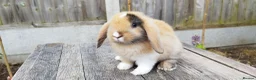 Mini Lop rabbits for sale: Mini Lop bunnies Pure Breed  - Advert 31