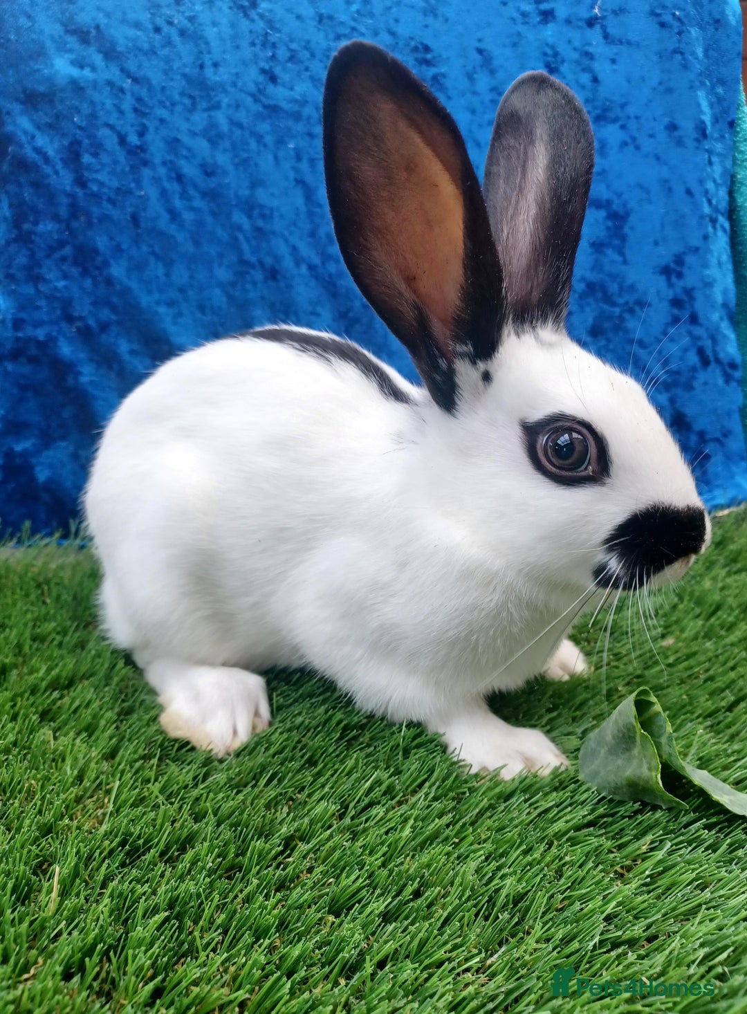 English rabbits for sale: Fully vaccinated pure English rabbits - ready now! - Advert 9