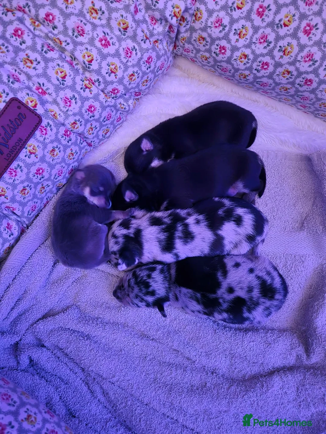 Chihuahua dogs for sale: Full Chihuahua puppies - Advert 7