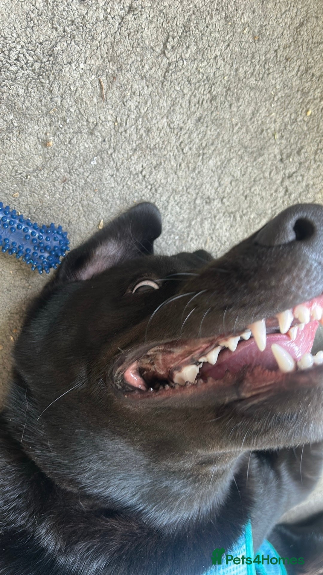 Mixed Breed dogs for sale: Bear, 7 Month old Lab/Akita - £500 - Image 6