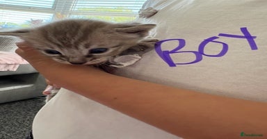 Bengal cats in Worthing - Advert 5
