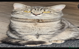 British Shorthair cats for sale: For sale British shorthair  - Image 3