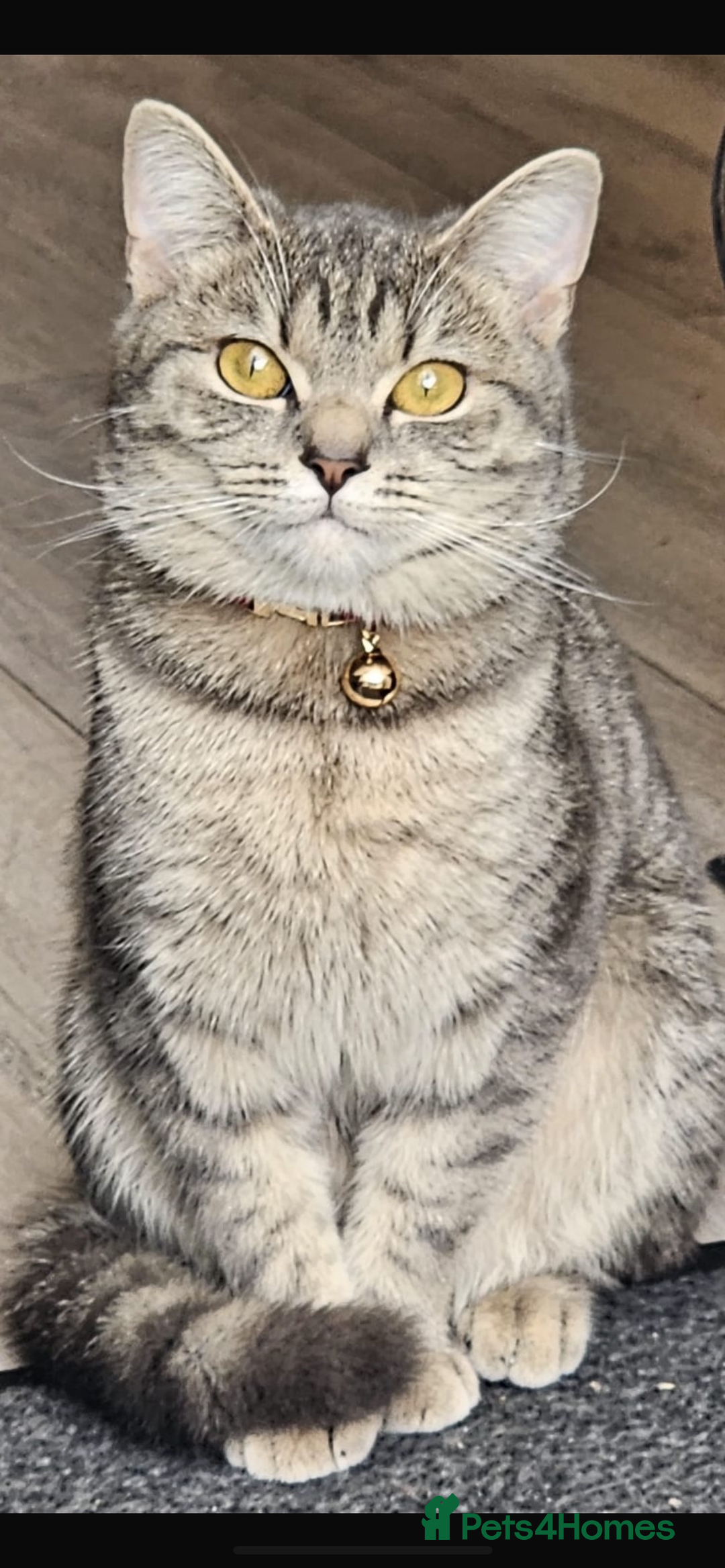 British Shorthair cats for sale: For sale British shorthair  - Image 3