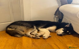 Mixed Breed dogs for sale: Meet Sparks - Image 25