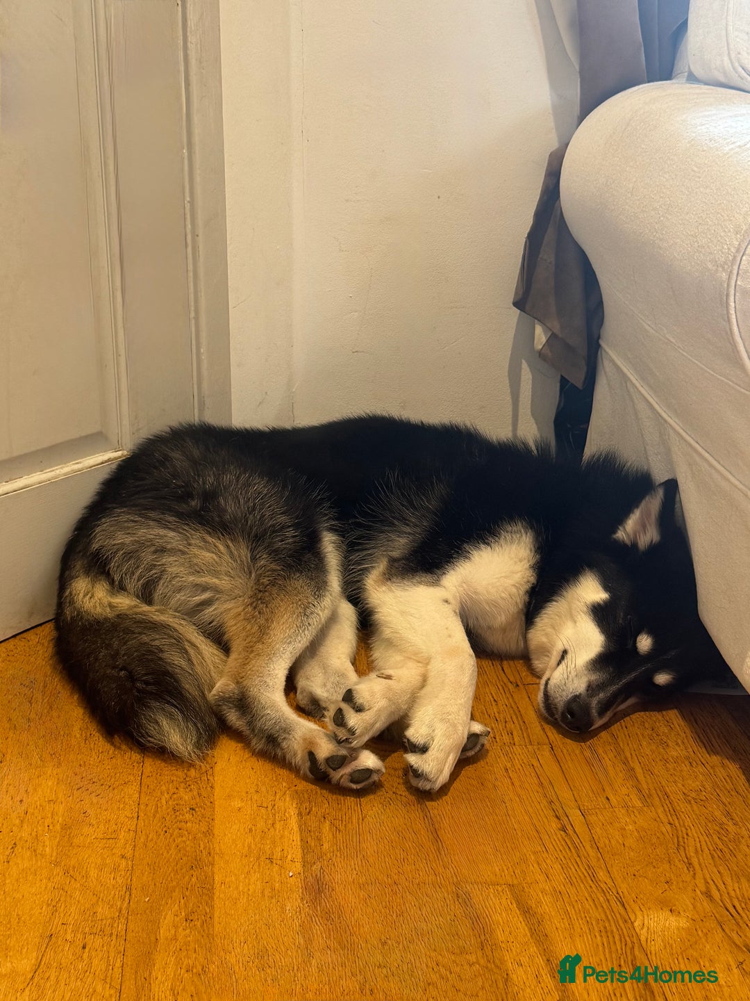 Mixed Breed dogs for sale: Meet Sparks - Image 25