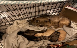 Mixed Breed dogs for sale: 2 female 3/4 jack russsel 1/4 cockapoo - Image 2