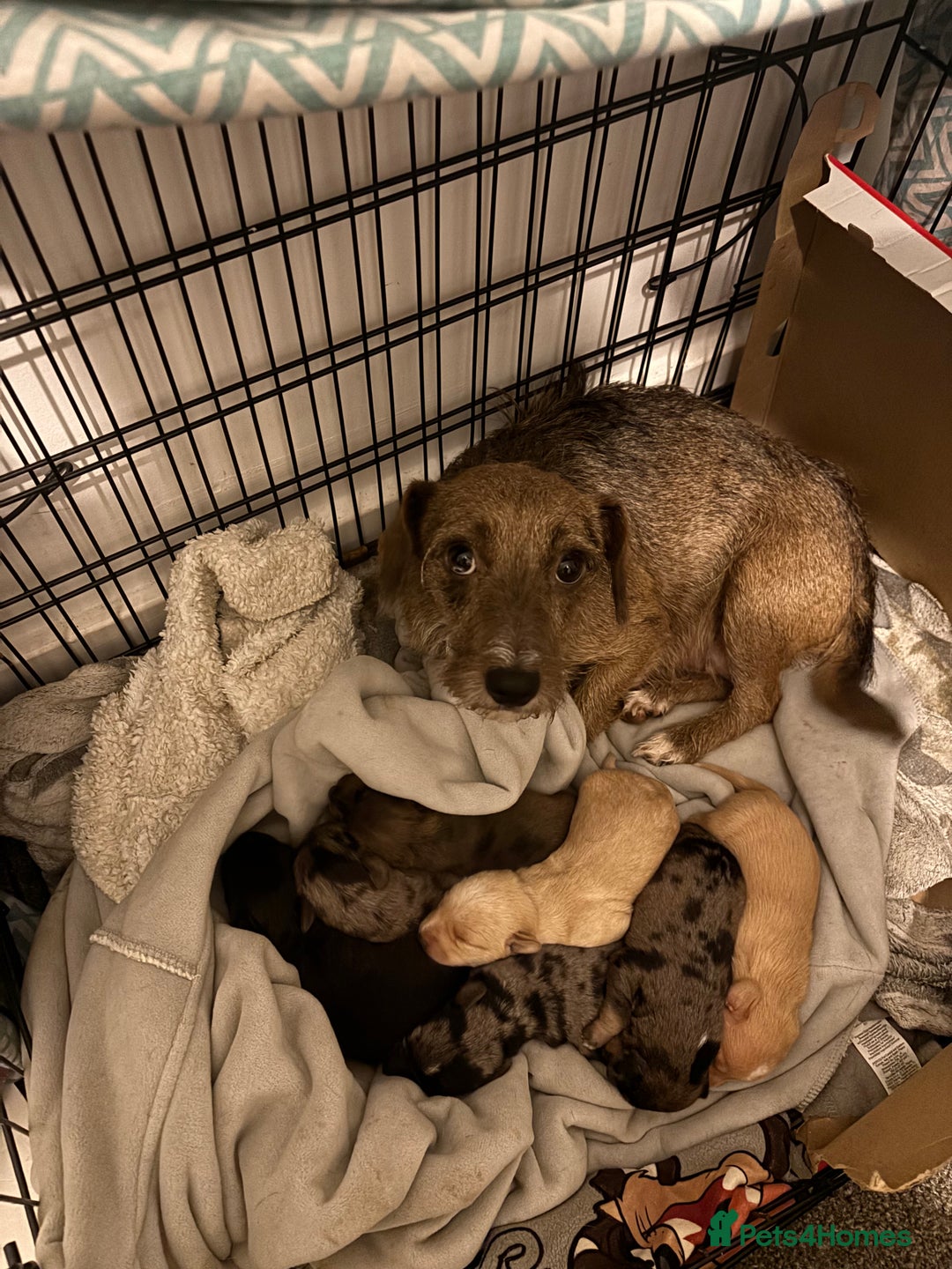 Mixed Breed dogs for sale: 2 female 3/4 jack russsel 1/4 cockapoo - Image 2
