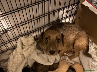 Mixed Breed dogs - Advert 33