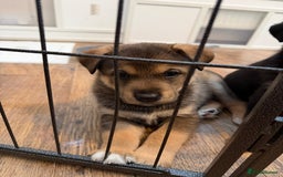 Mixed Breed dogs for sale: HuskyGerman/Rotweiler mixed breed puppies for sale - Advert 15