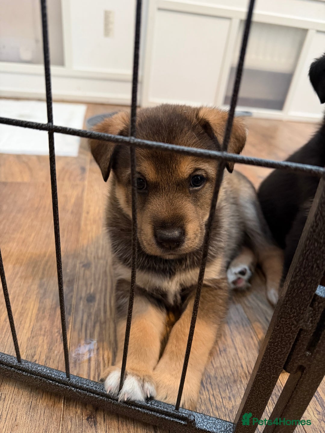 Mixed Breed dogs for sale: HuskyGerman/Rotweiler mixed breed puppies for sale - Advert 15
