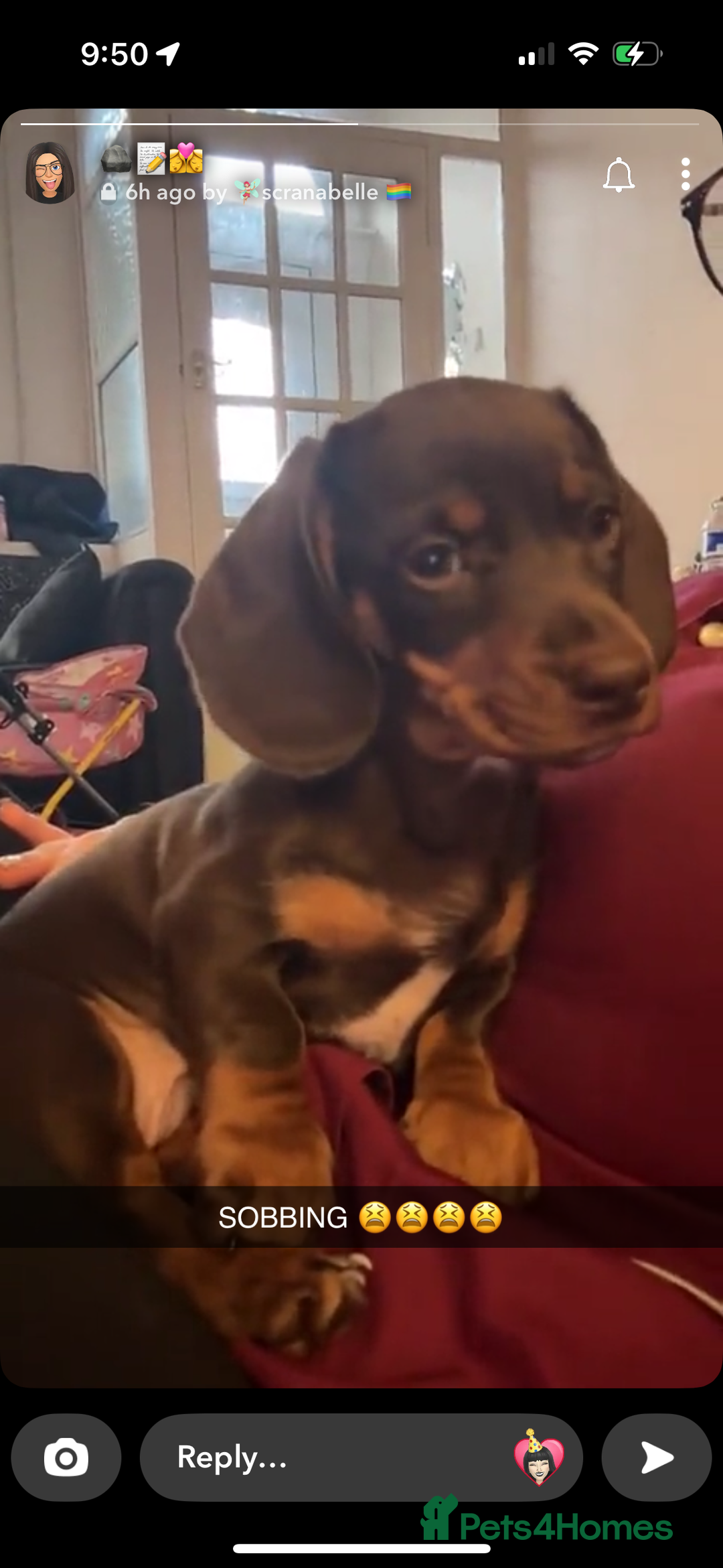 Miniature Dachshund dogs for sale: Miniature dachshund male Ozzy - Advert 5