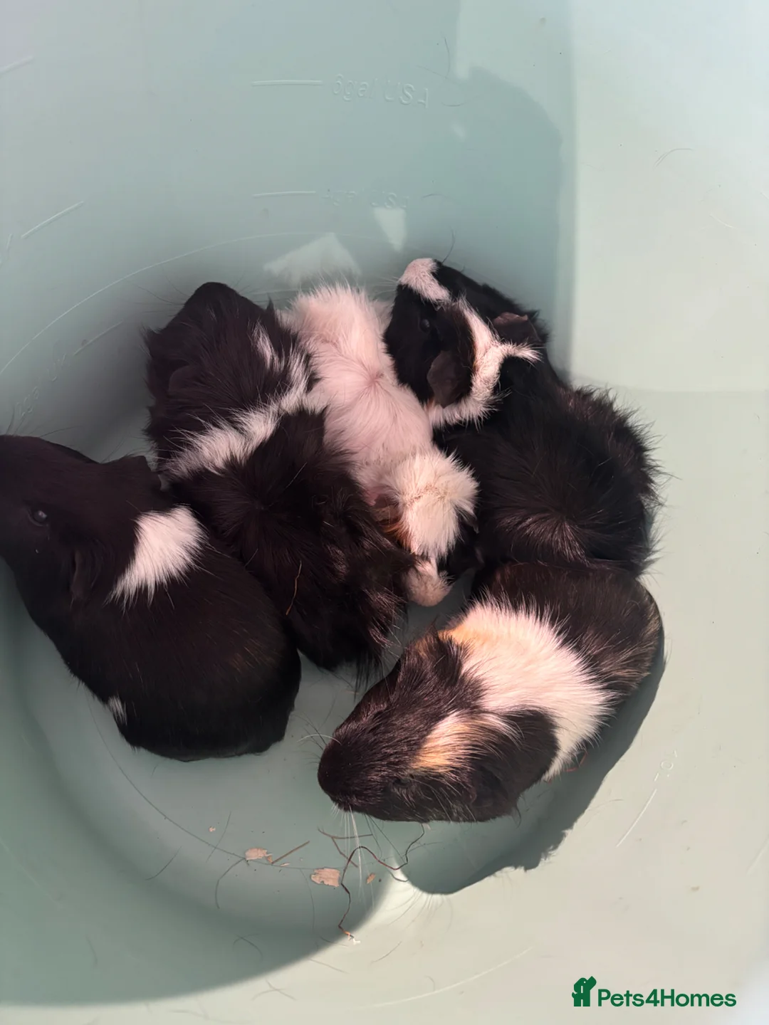 Guinea Pig rodents for sale: Male Guinea pigs in Chesterfield - Advert 5