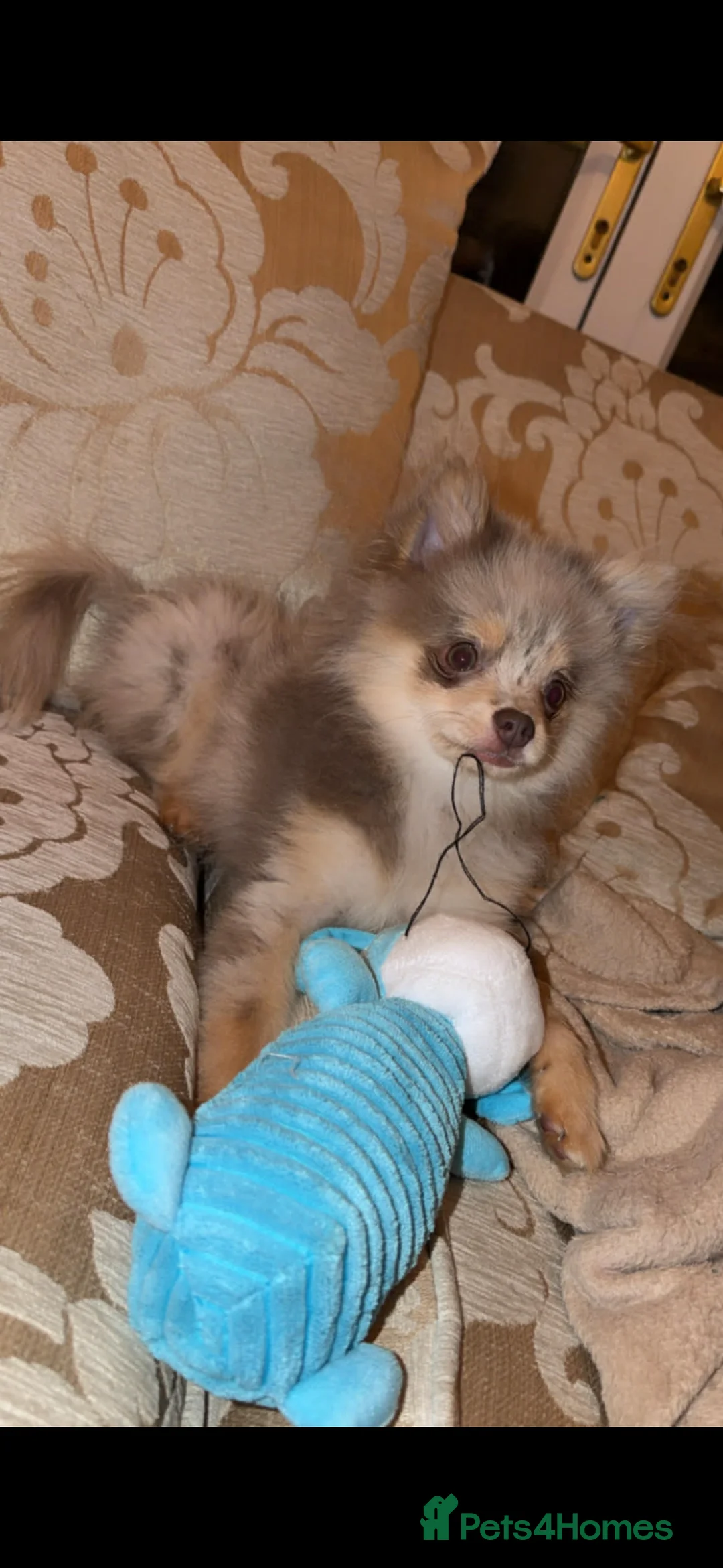 Pomeranian dogs for sale: Miniature Pomeranian male  - Advert 2