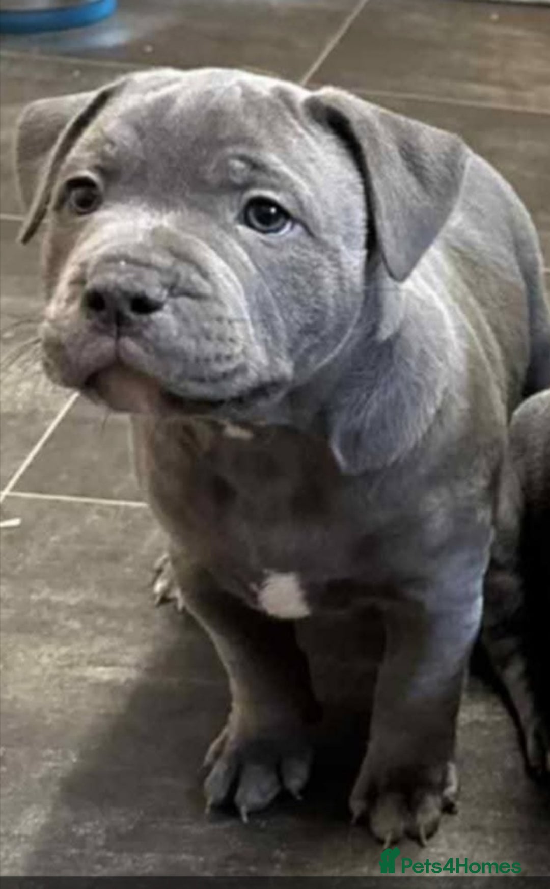 Staffordshire Bull Terrier dogs for sale: Gorgeous Blue staff puppies - Image 9