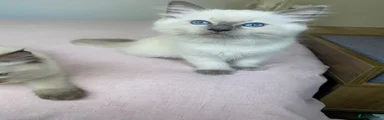 Jackie