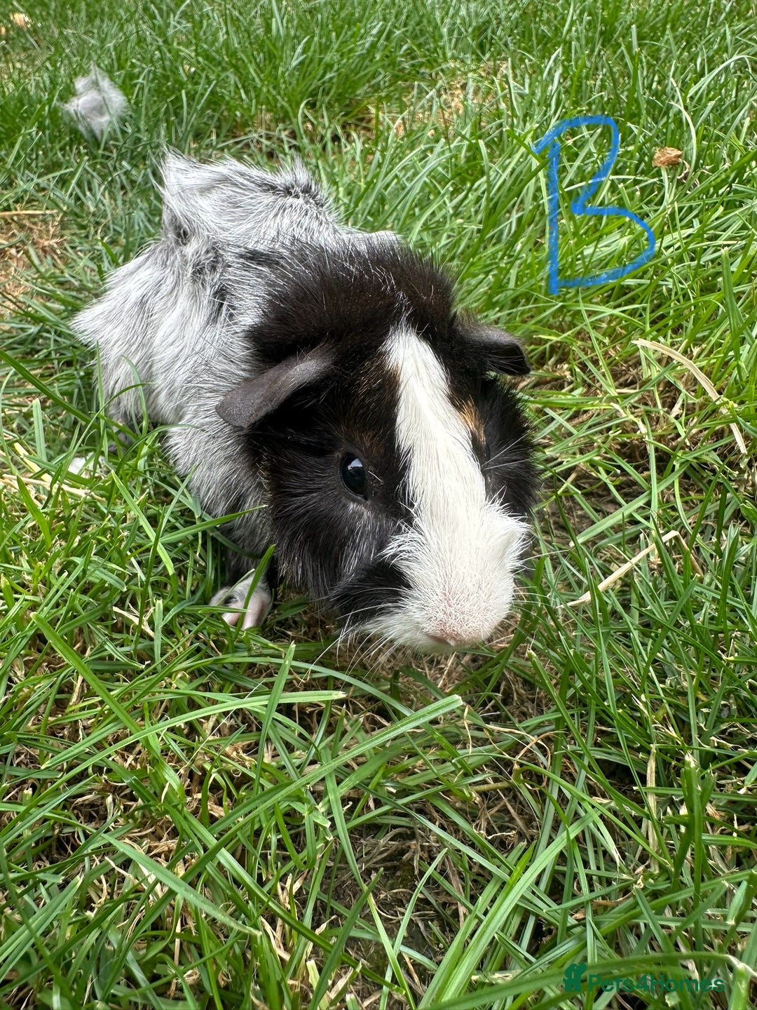 Guinea Pig rodents for sale: Male and Female Guinea Pigs For Sale  - Image 8