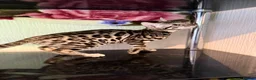 Bengal cats for sale: TICA, GCCF Champion Bloodline Bengal Kittens in London - Advert 27