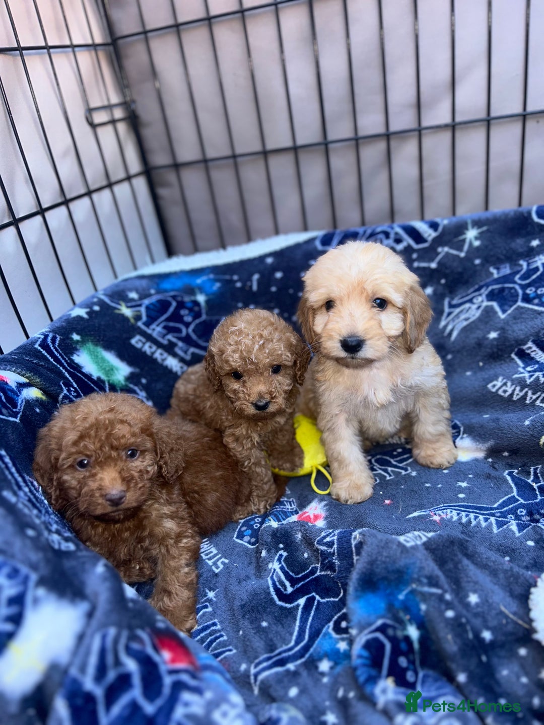 Cockapoo dogs for sale: 8 weeks old beautiful Cockapoo puppies  - Image 14
