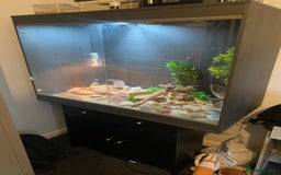 Leopard Gecko reptiles for sale: Leopard Gecko and Vivarium. - Image 5