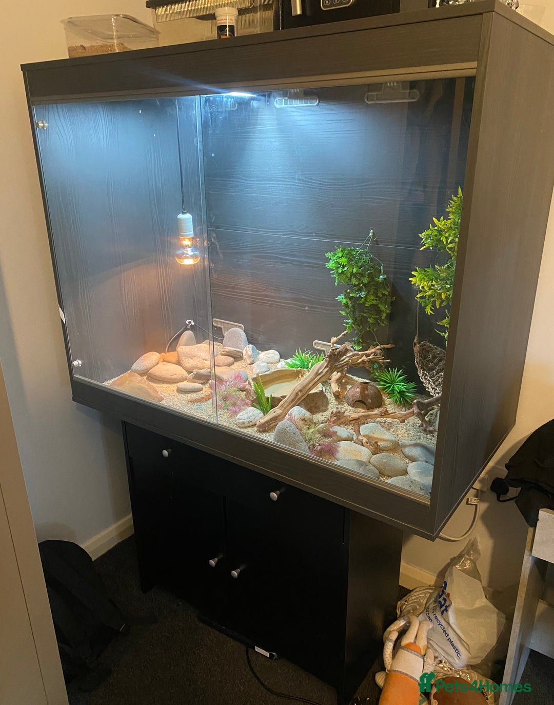 Leopard Gecko reptiles for sale: Leopard Gecko and Vivarium. - Image 5