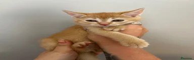 Red Abyssinian Kitten girl 