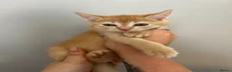 Abyssinian cats for sale: STUNNING ABYSSINIAN MIXED BABIES NEEDING HOMES  - Advert 2