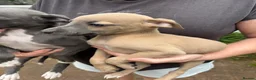 Whippet dogs for sale: Whippet puppies (2 girls remaining) - Advert 8
