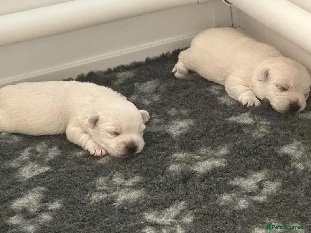 West Highland Terrier dogs for sale: Gorgeous KC Reg West Highland Terrier in Biggar - Advert 2