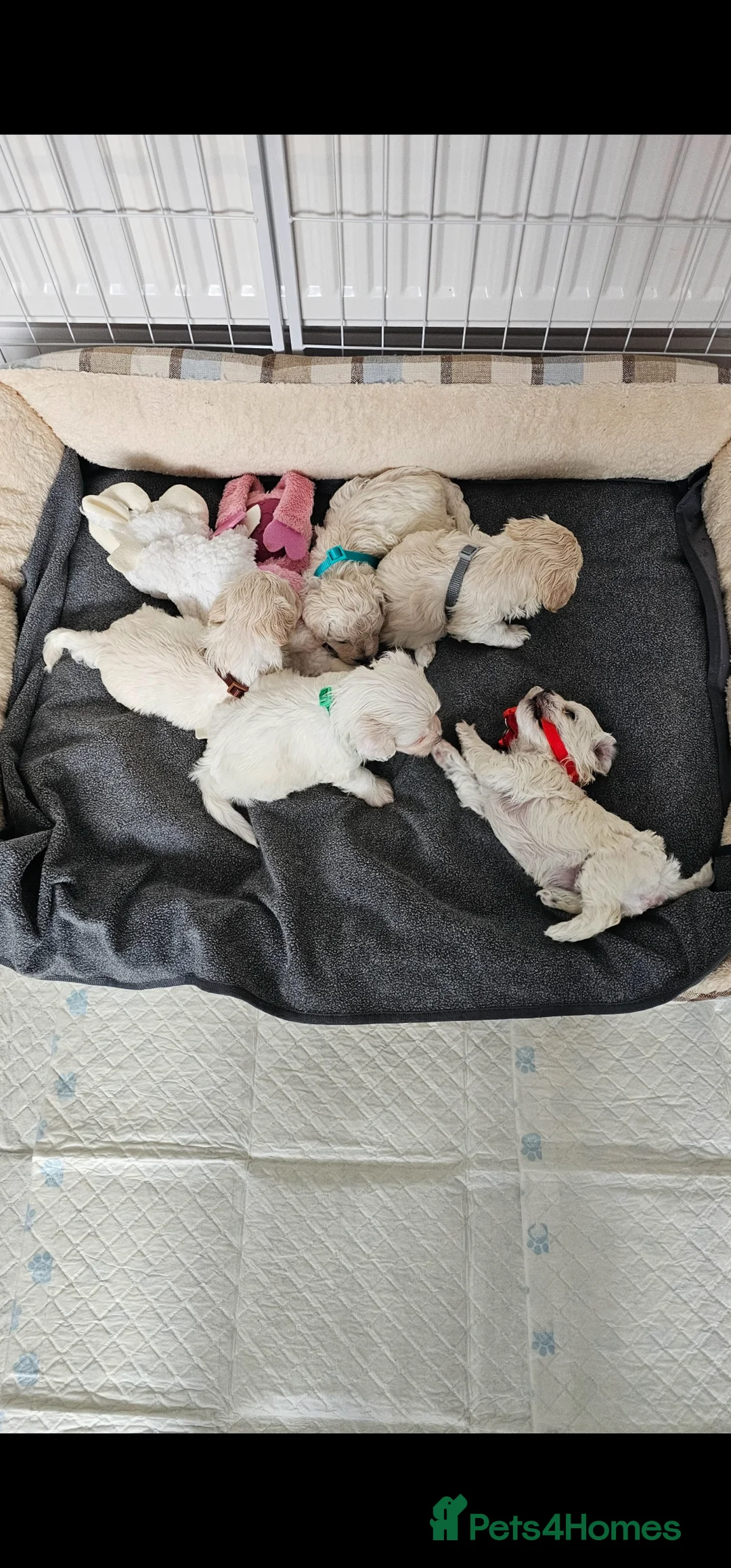 Bichon Frise dogs for sale: ♥️Fluffy Bichon Frise Puppies♥️ - Advert 7