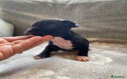 Mixed Breed dogs for sale: French bulldog x Staffordshire bull terrier - Image 24