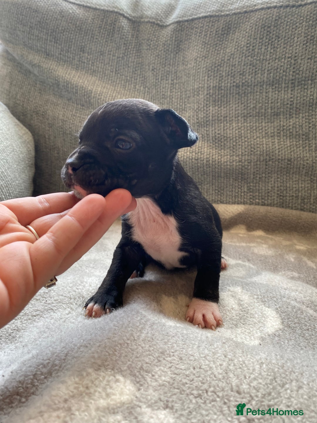 Mixed Breed dogs for sale: French bulldog x Staffordshire bull terrier - Image 24