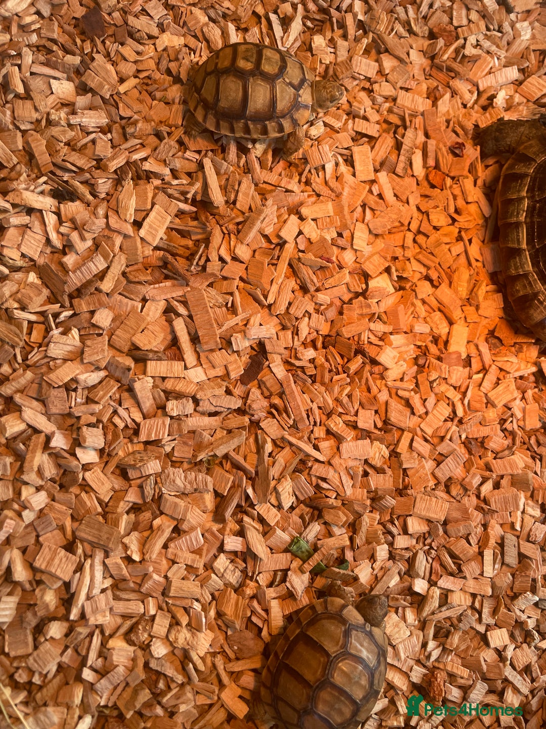 Tortoise reptiles for sale: Greek baby tortoises  in London - Image 3
