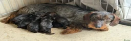 Miniature Dachshund dogs for sale: 🐾Exceptional Teckel Puppies, Ready To Go Now  🐾 - Advert 2
