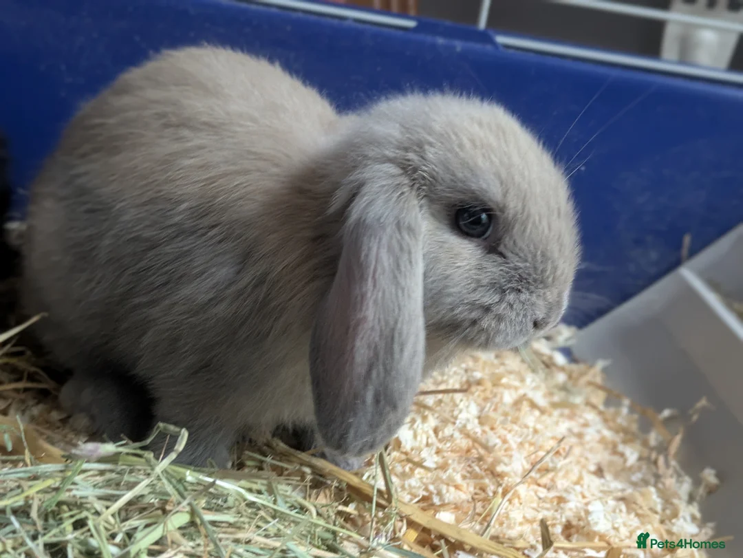 Mini Lop rabbits for sale: Beautiful Friendly Mini Lops - Advert 7