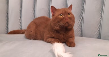 British Shorthair cats in Bradford - Advert 9