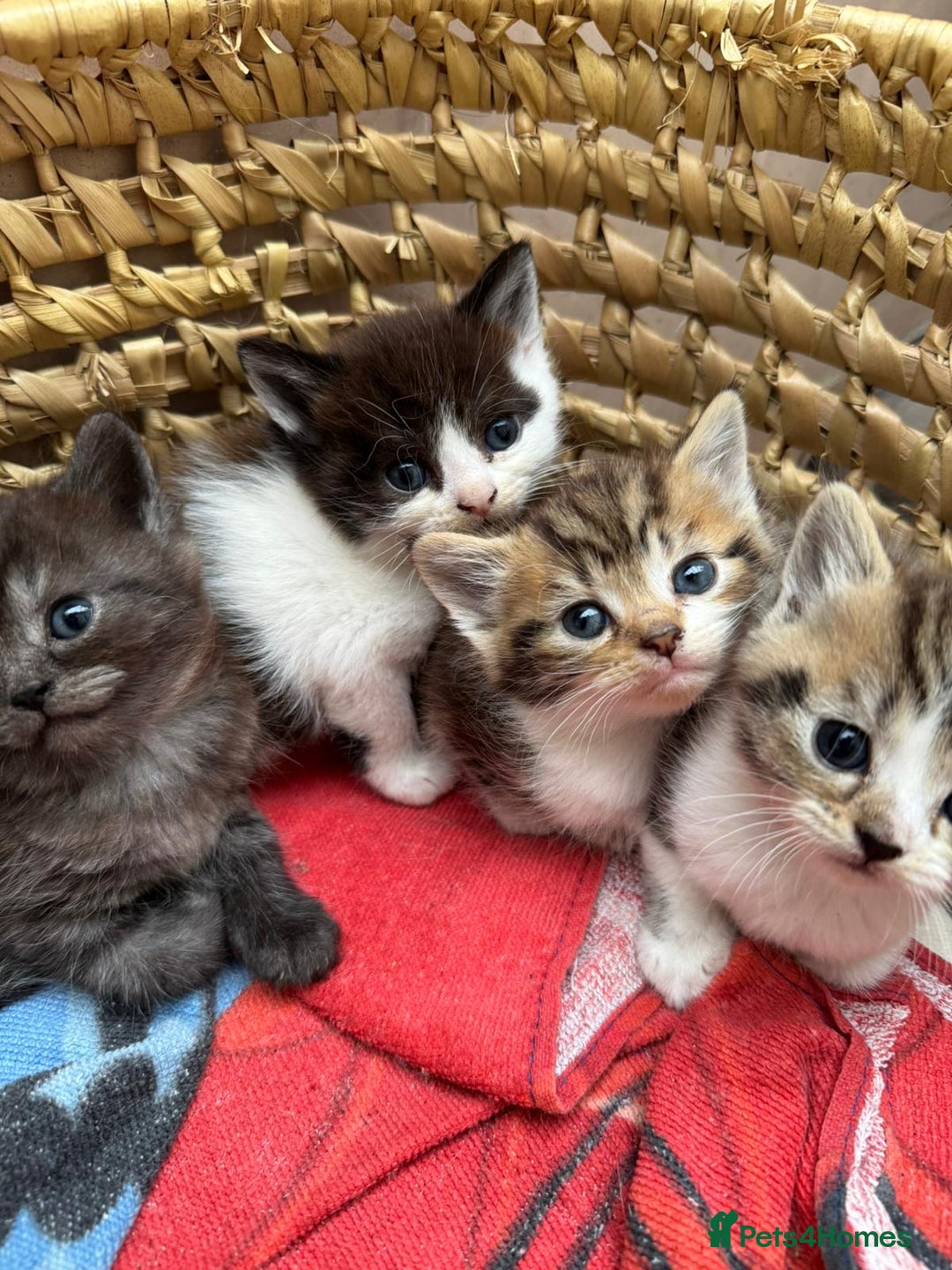 Persian cats for sale: Persian Chinchilla X Kittens - Image 4
